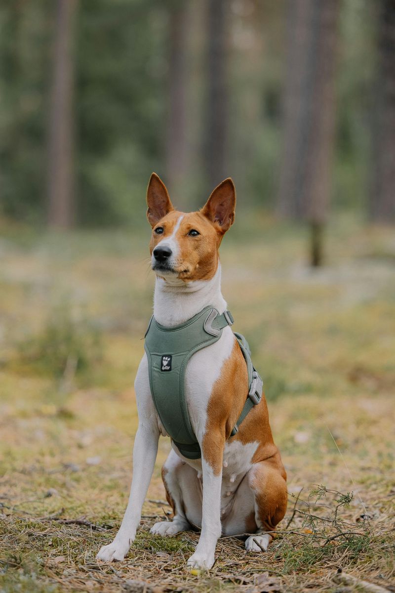 Basenji