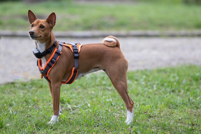 Basenji