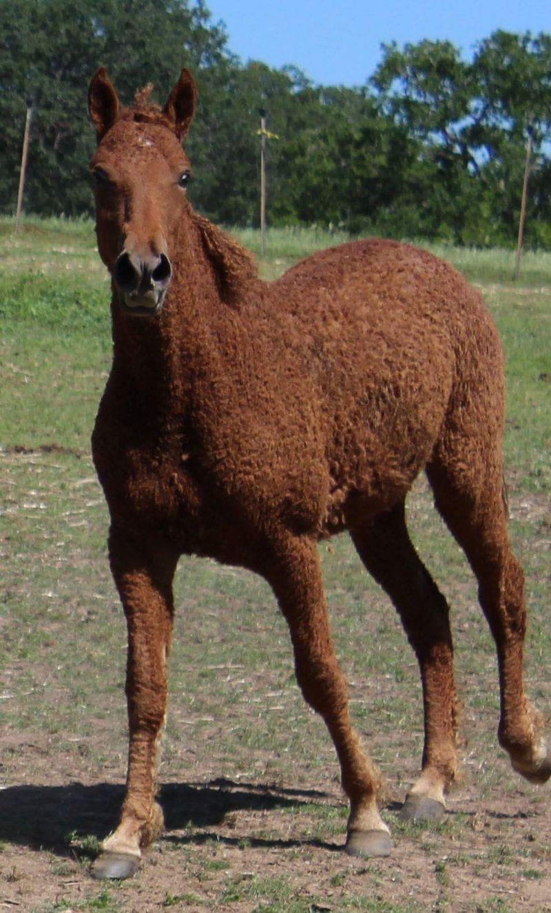 Bashkir Curly