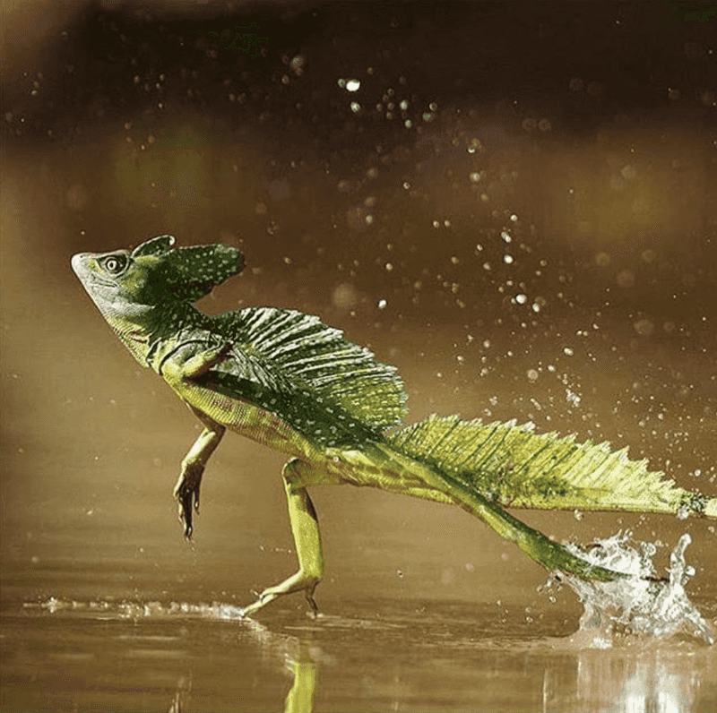 Basilisk Lizard