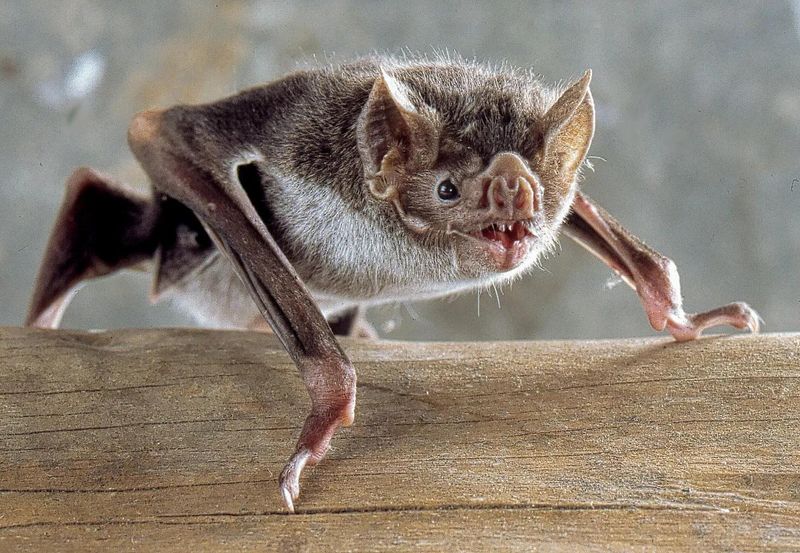 Bat