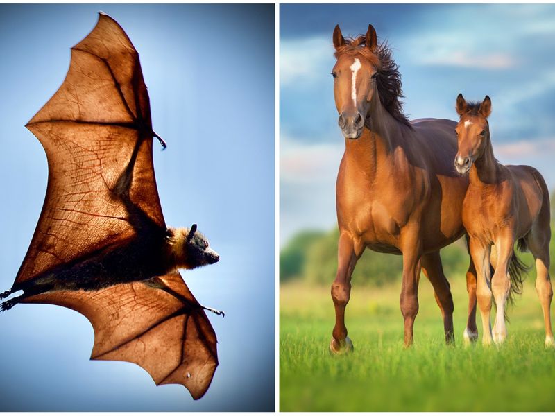 Bats and Horses