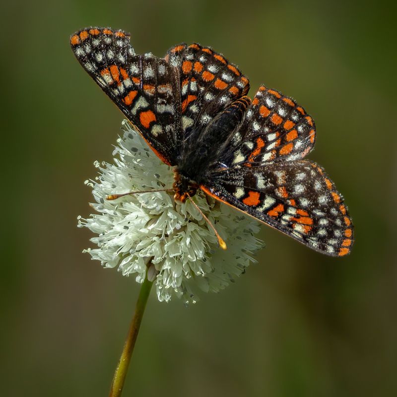 Bay Checkerspot