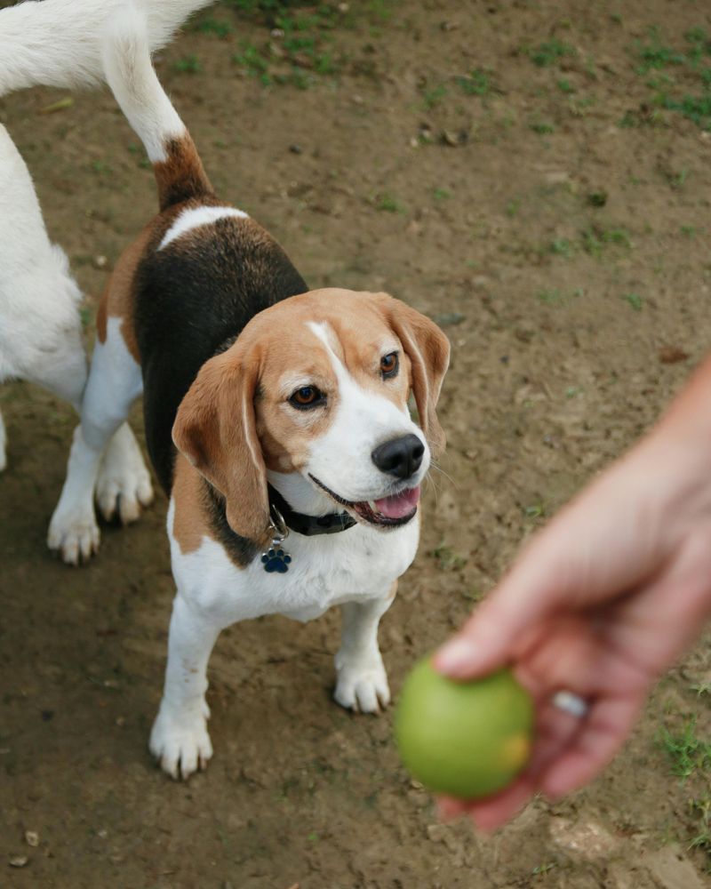 Beagle