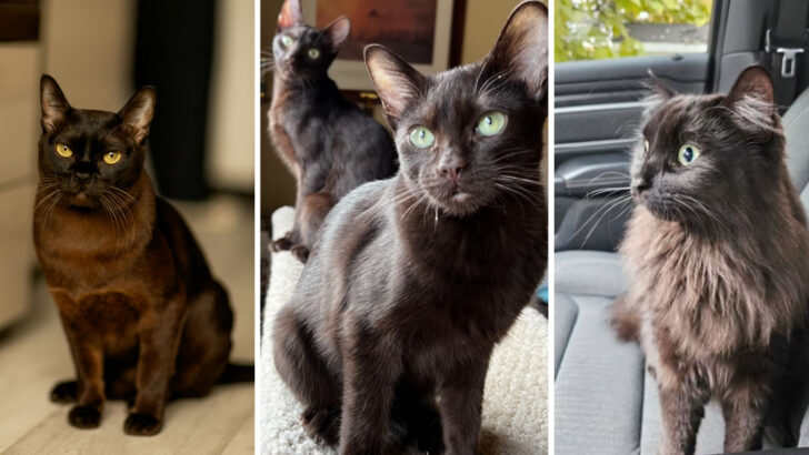 Beautiful Brown Cat Breeds Everyone Will Be Obsessed With