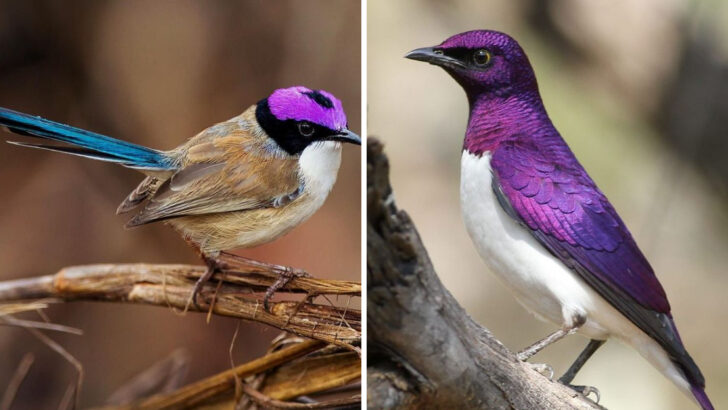 Beautiful Purple Birds That Brighten Skies Around the World