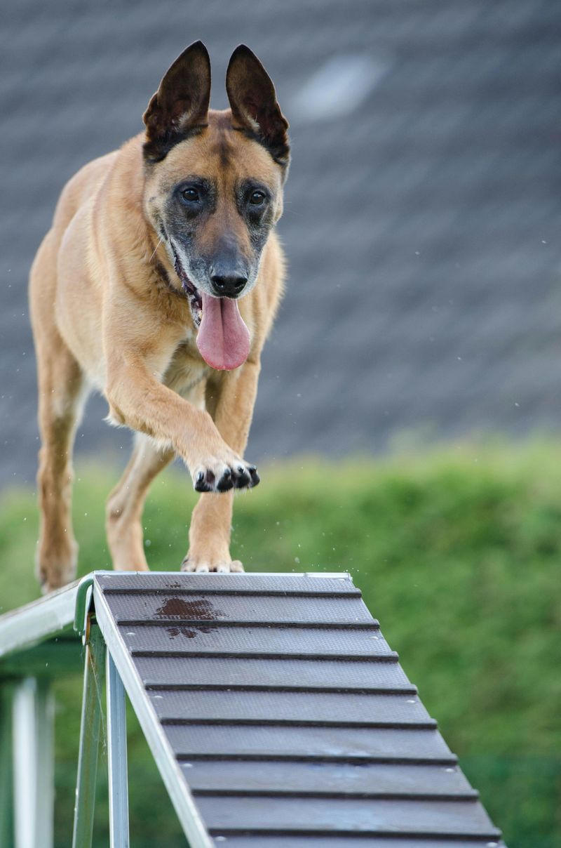 Belgian Malinois