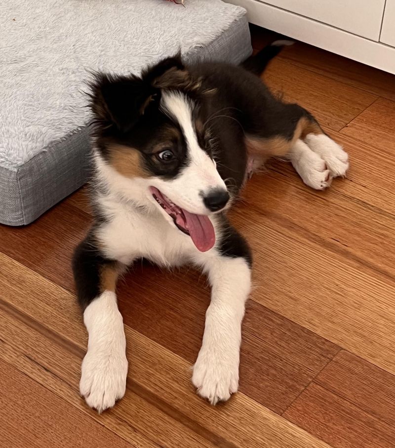 Bella the Border Collie