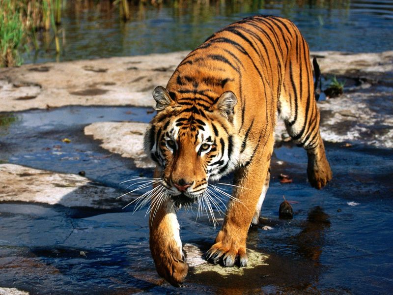 Bengal Tiger