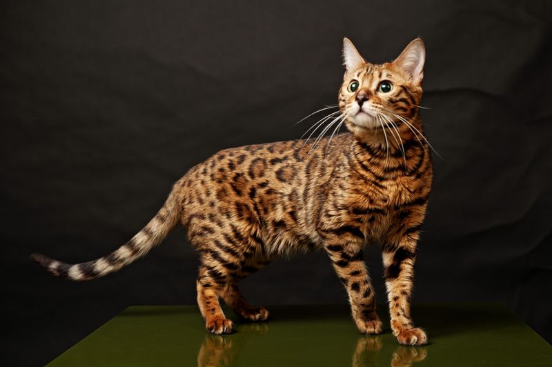 Bengal