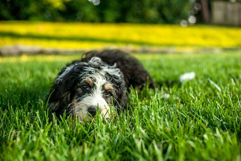 Bernedoodle