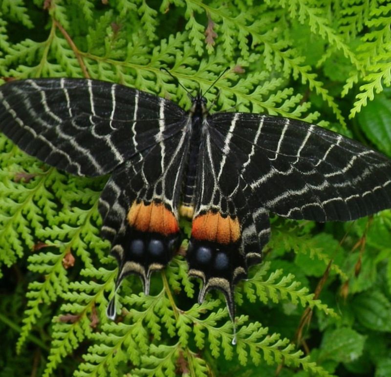 Bhutan Glory