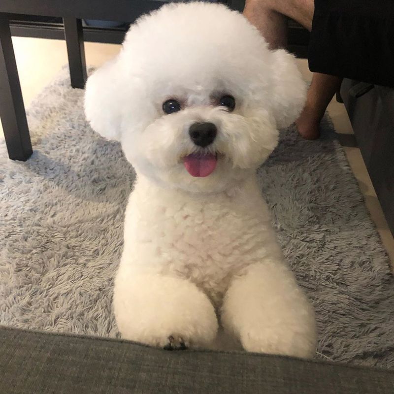 Bichon Frise