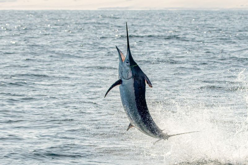 Black Marlin