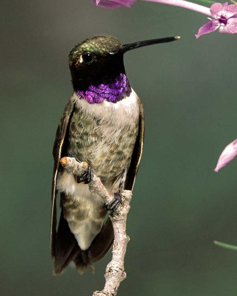 Black-chinned Hummingbird