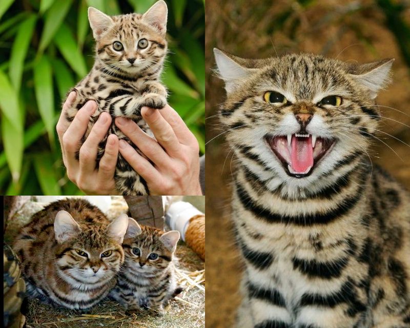 Black-footed Cat