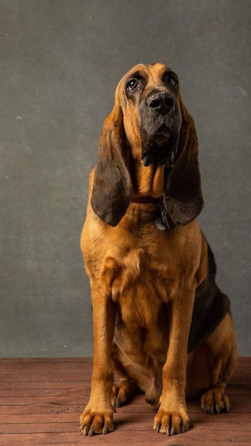 Bloodhound