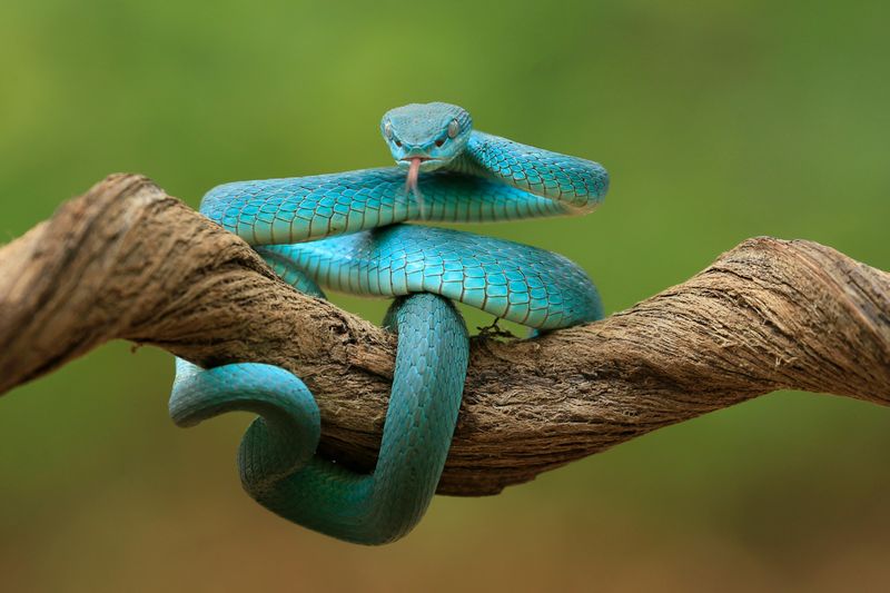 Blue Racer Snake