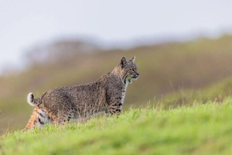 Bobcats Are Homebodies at Heart