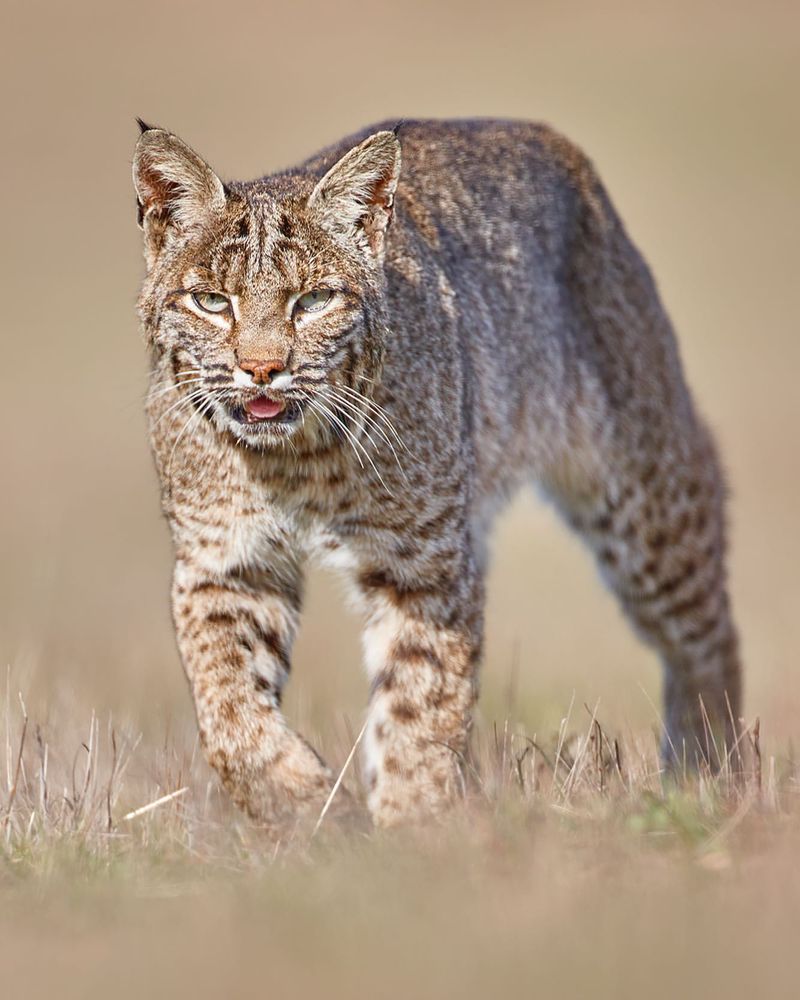 Bobcats Have a Keen Sense of Hearing