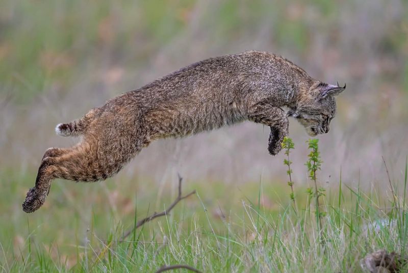 Bobcats Have a Leap Like No Other