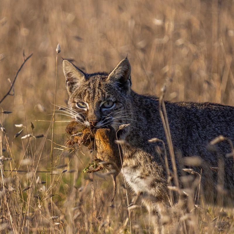 Bobcats Have a Taste for Variety