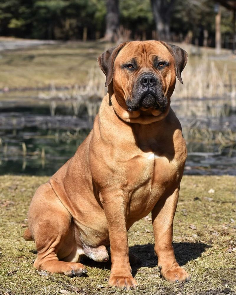 Boerboel