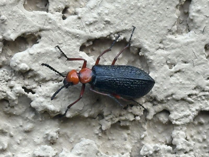 Bombardier Beetle