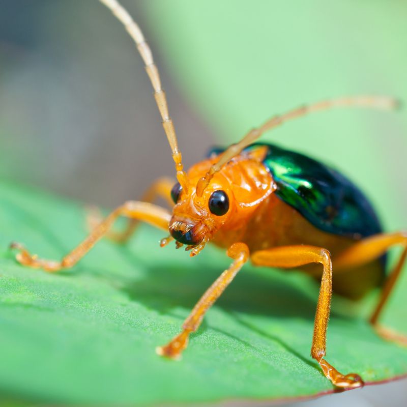 Bombardier Beetle