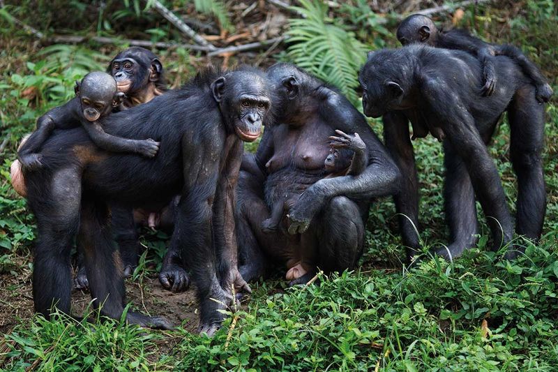 Bonobos