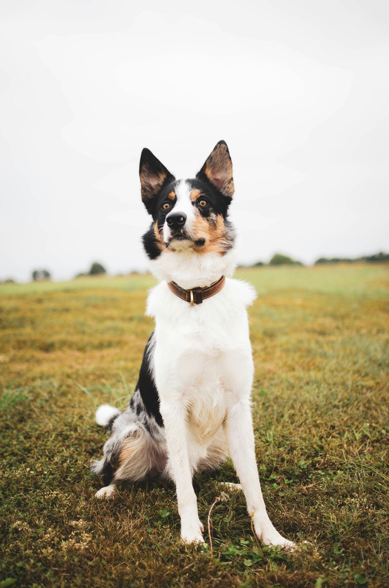 Border Collie