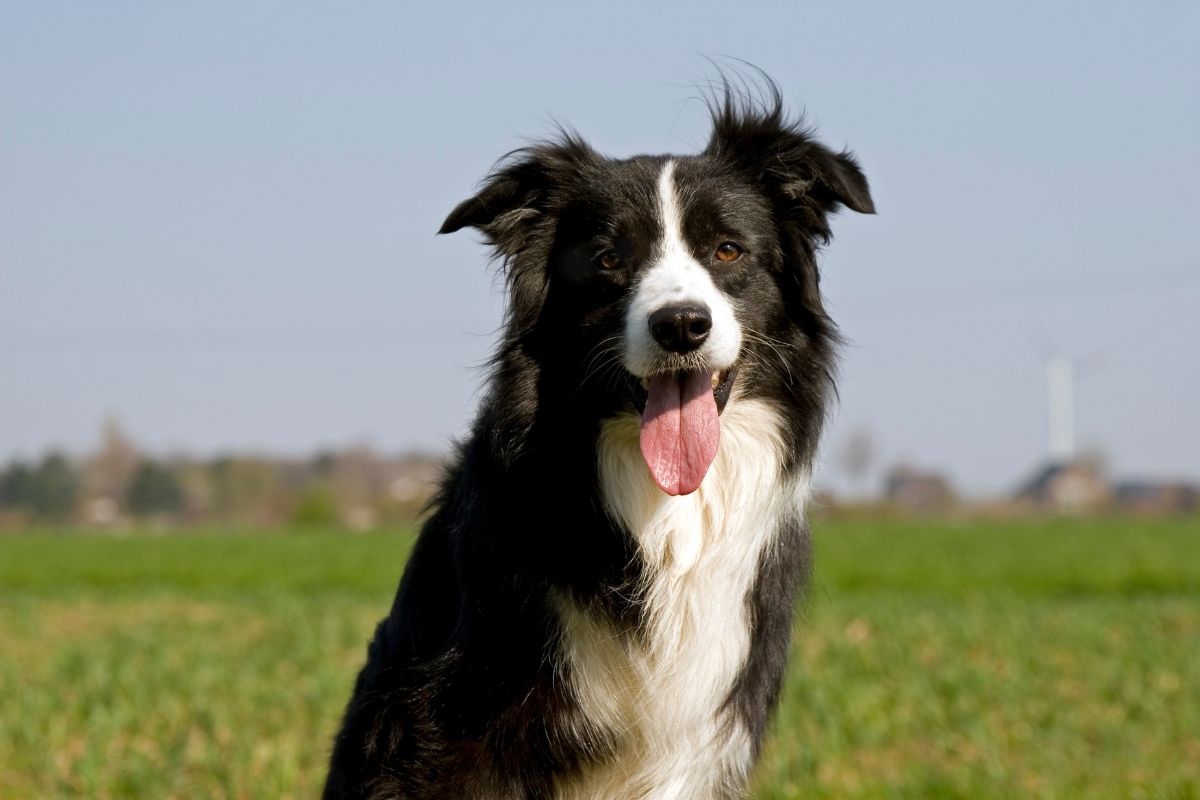 Border Collie – Lios via Canva