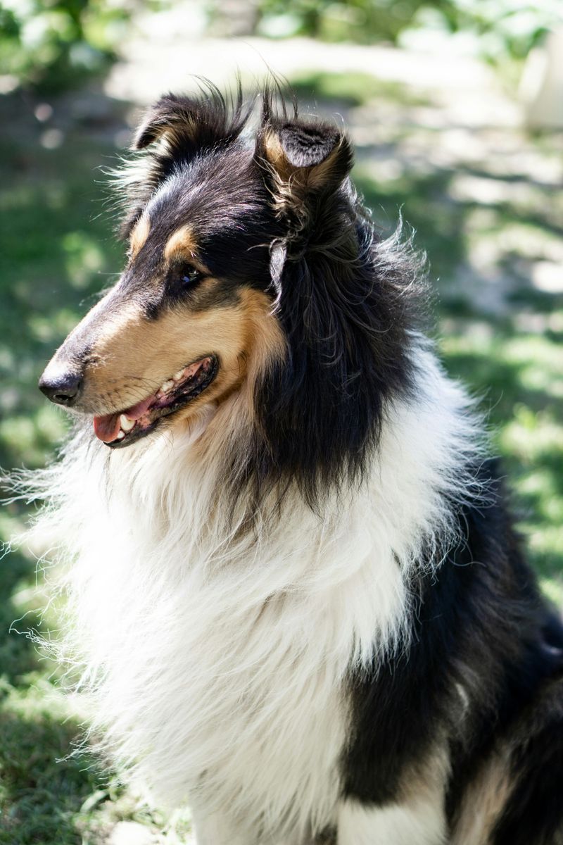 Border Collie