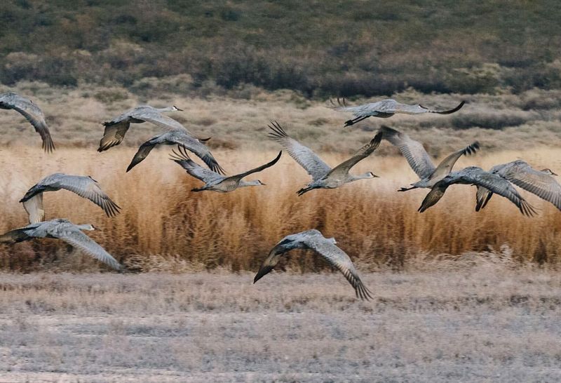 Bosque del Apache, New Mexico