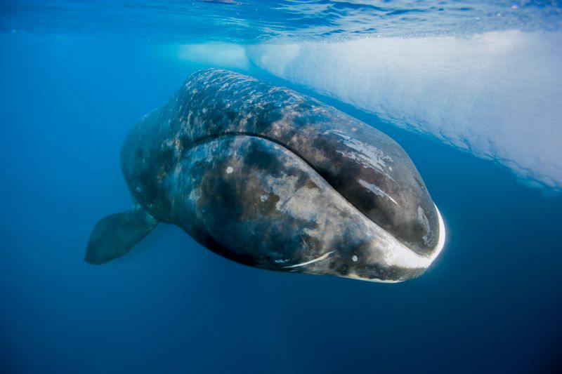 Bowhead Whale