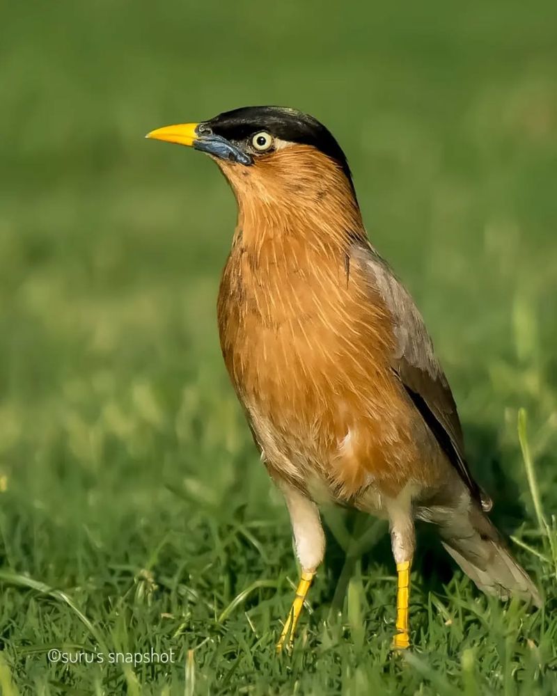 Brahminy Starling