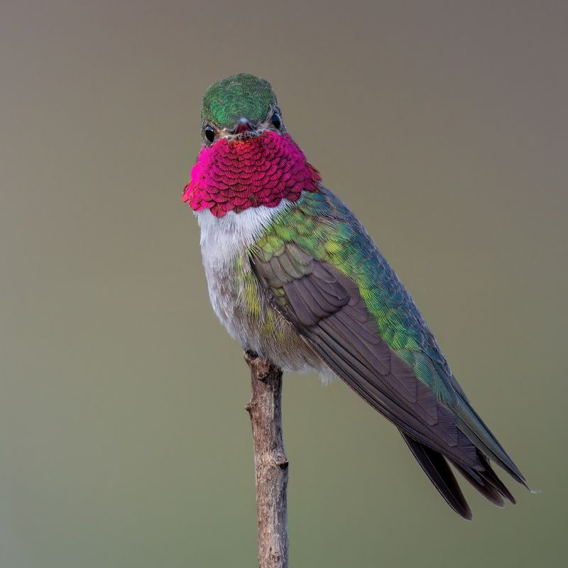 Broad-tailed Hummingbird