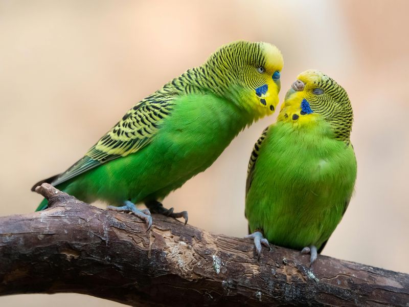 Budgerigar