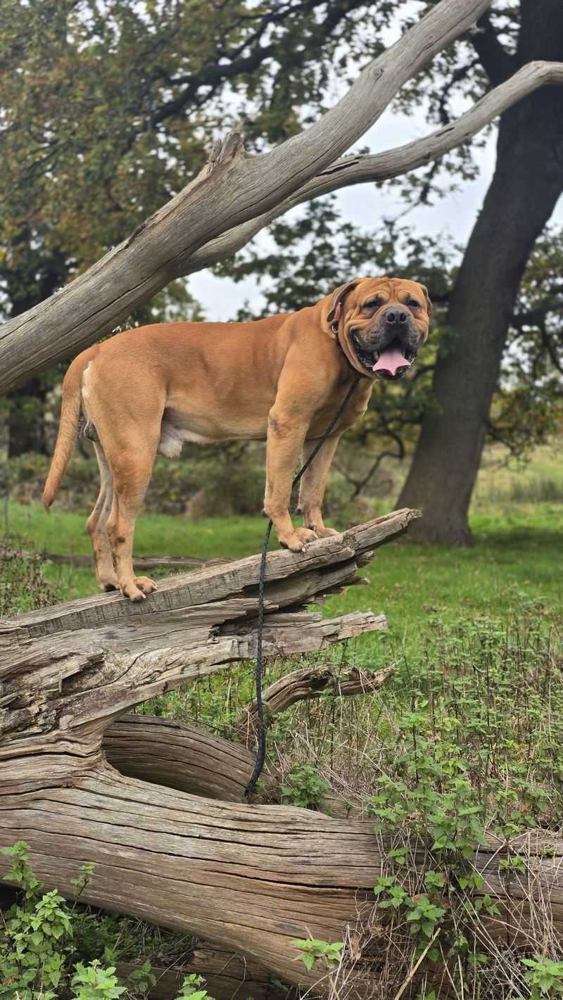 Bullmastiff