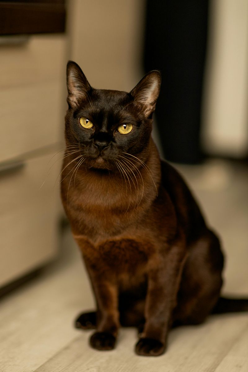 Burmese