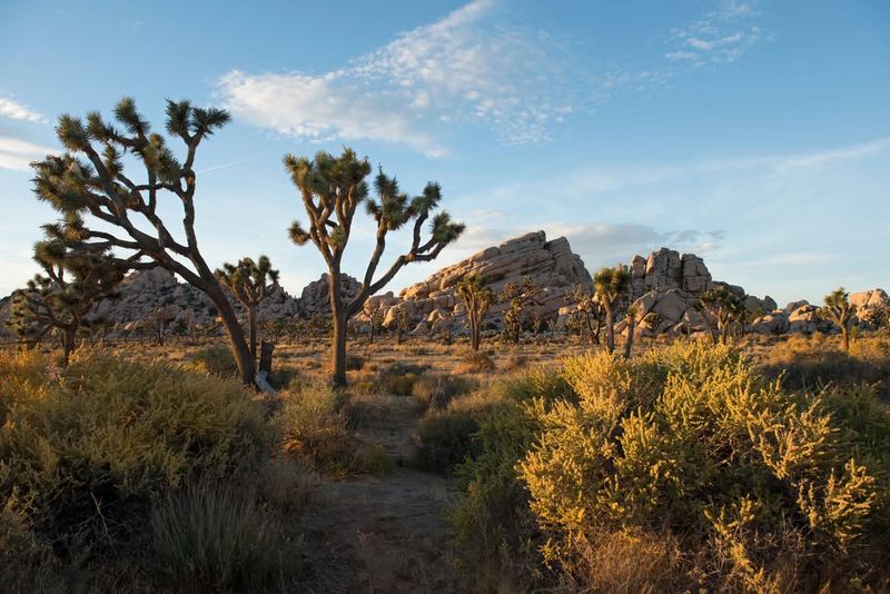 California's Joshua Tree National Park