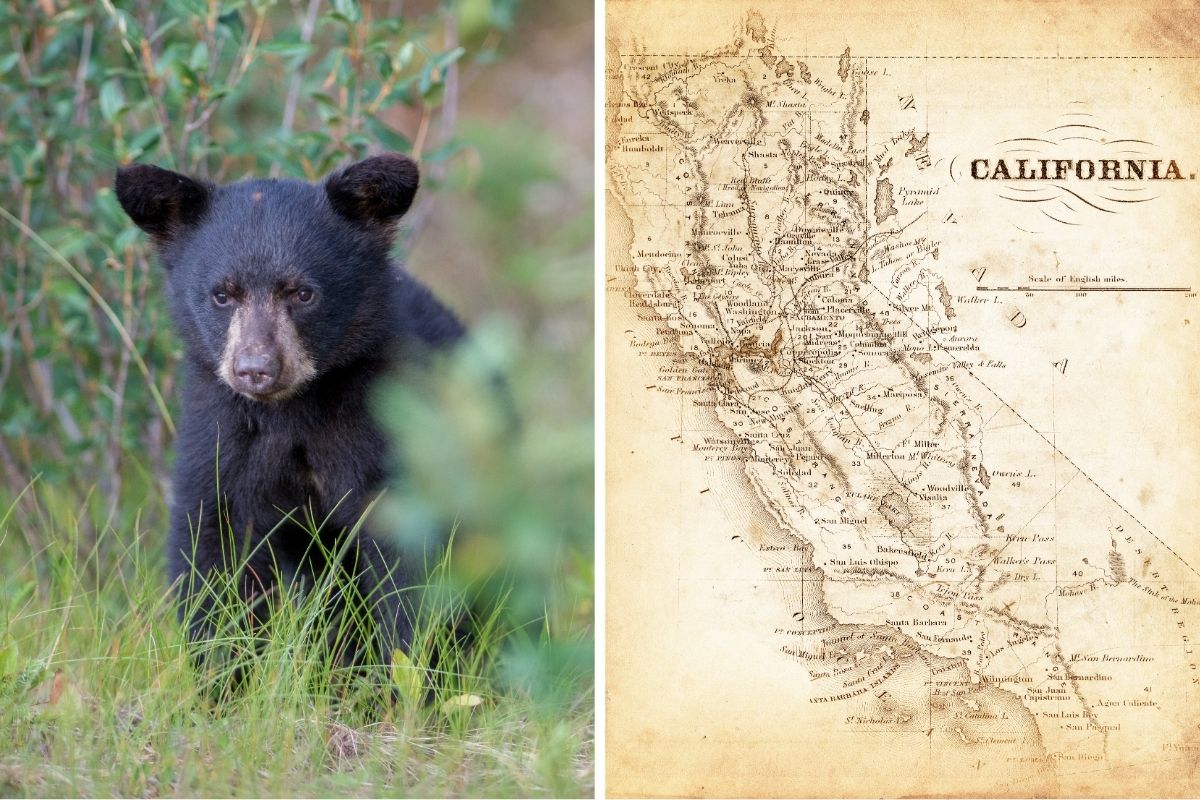 California black bear