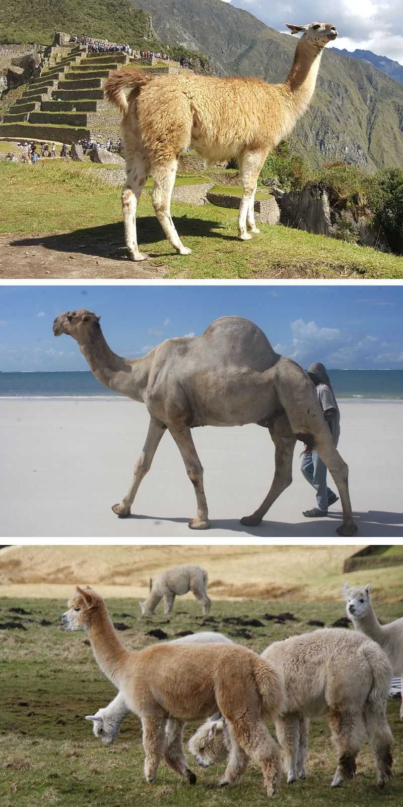 Camels and Alpacas