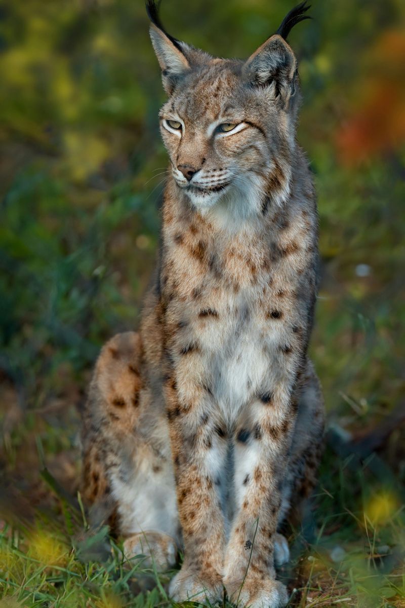 Canada Lynx