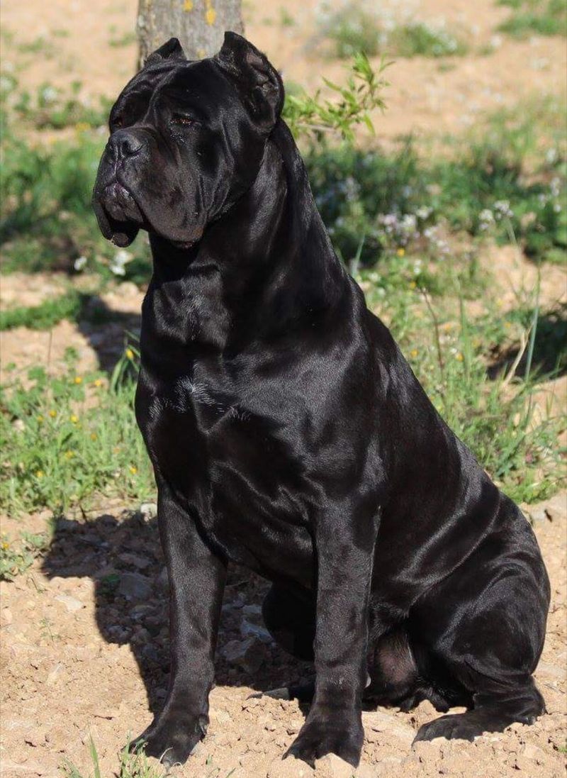 Cane Corso