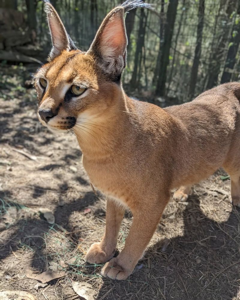 Caracal