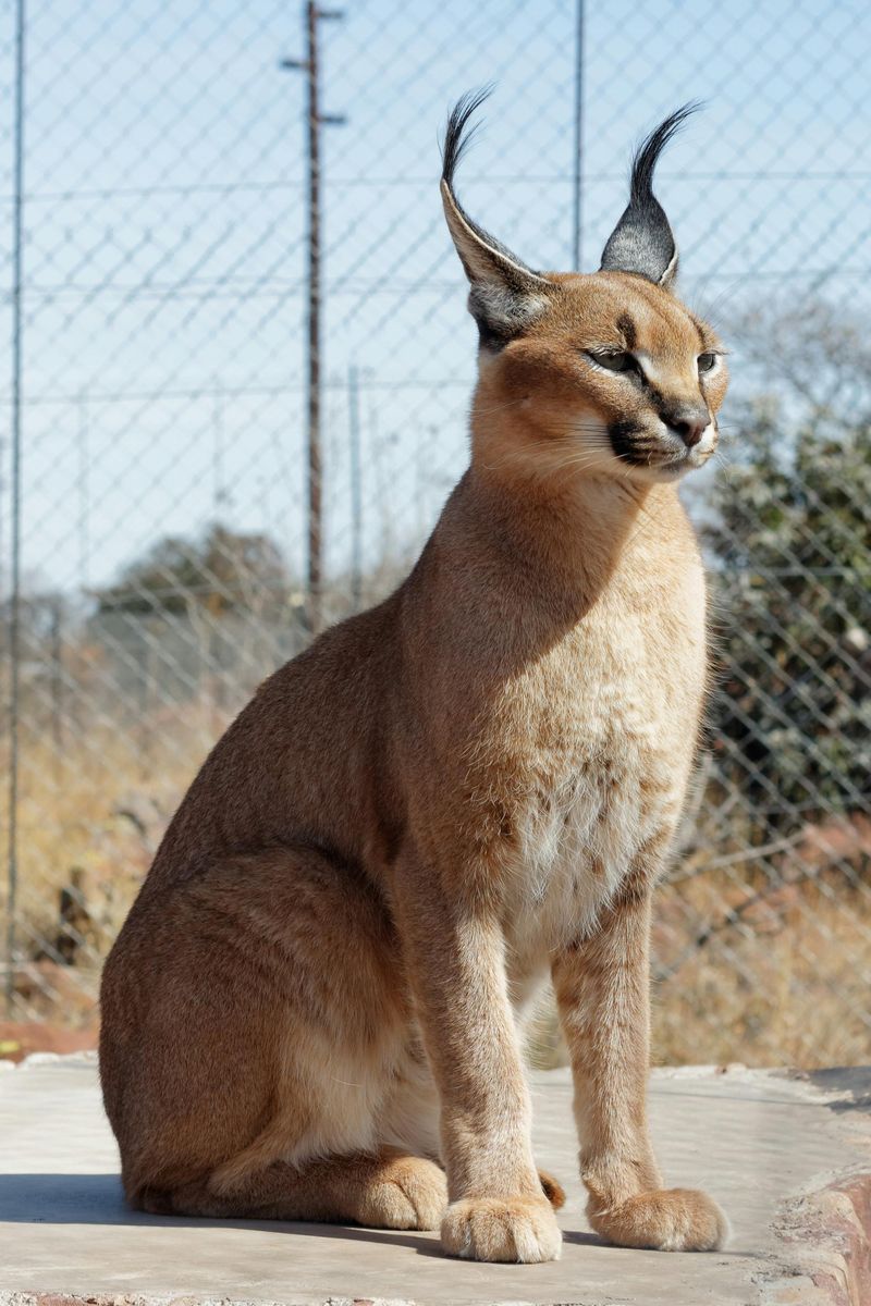 Caracal