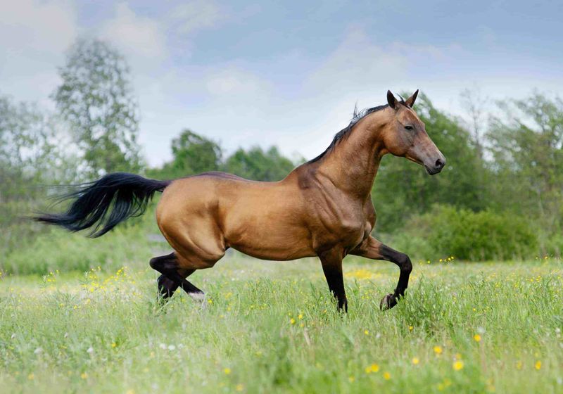 Caspian Horse