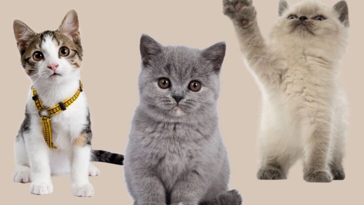 Cats Are More Than Adorable Here Are 10 Ways They Can Change Your Life