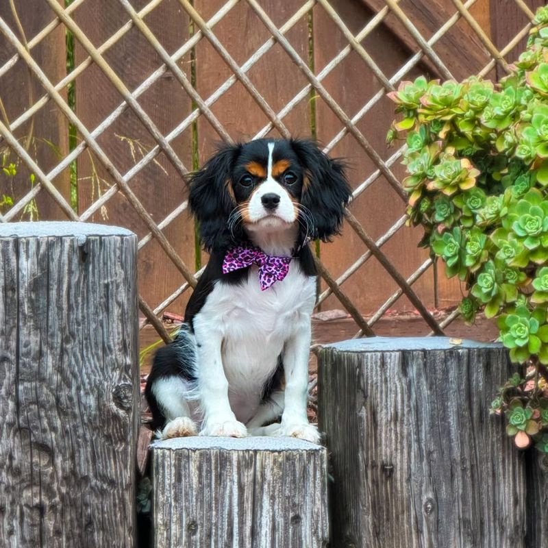 Cavalier King Charles Spaniel